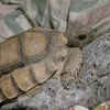fra_nco7557