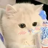 sua.co.dau