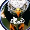 shahzadali8107