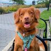 caramel.the.toller