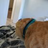 sillygoose0462