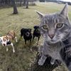 petsfun13