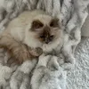 mrcookie4510