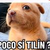 tradesapocositilin