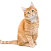 Funny cat s