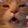 okyippee69