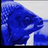 pigor79