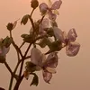 maitngtui18