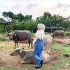 aqila