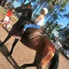 amo_cavalos.1223