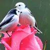 588698.gfuu