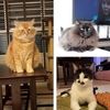 abj.meow