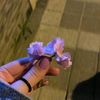 amelamoulla15