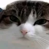 hehethethoi_000
