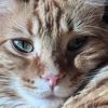 thewhiskeredwonders