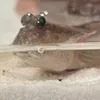 Mudskipper 🍤