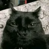 joebachaycucchay1