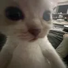 meowcat310