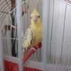 sultan.papagani