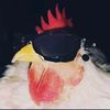 elpollo1.7