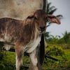El agricultor512