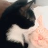 giggleshitter12365