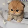 xinhvailonra_