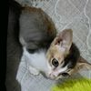 iela_139