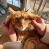 Lovepets_101