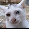 wulandari.puspitasari