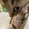 mowmow0102