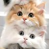 rismiya.abdul