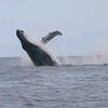 ocean.life.nature