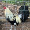 hoodcreekgamefarm