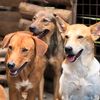 Love For Dogs