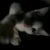 _jingji1
