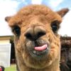 alpacalover.greenzi