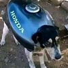 axdroidroyale
