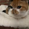 mabelcat12688