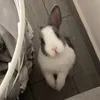 ginny_bunny7