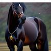 hajiba.taher