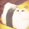 ironcat._