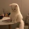 janheaherrykg