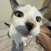 lilcoolgut21