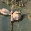 zms_129