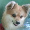 minipom41