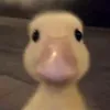 𝑫𝒓𝒆𝒊𝒎𝒔𝒚