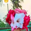 rusha.islam003