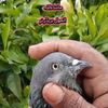 piplanpigeon1