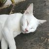 obtriuss_12